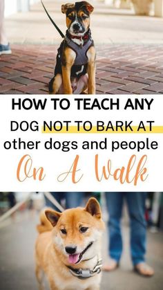 two dogs on leashes with the words how to teach any dog not to bark at other dogs and people on a walk