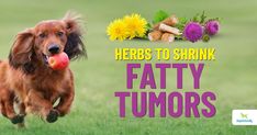 a dog running with a ball in its mouth and the words herbs to shrink fatty turms