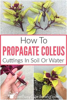 how to propagate coleus cuttings in soil or water with text overlay