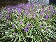 purple flowers are blooming in the garden