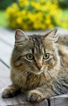 a cat laying on top of a wooden table next to flowers and bushes in the background