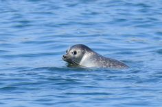 a seal is swimming in the blue water