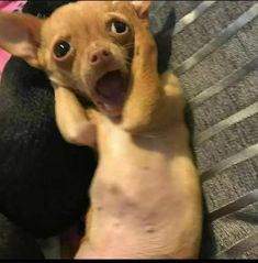 a small brown dog laying on top of a bed