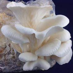 a group of white mushrooms sitting on top of a pile of rock next to each other