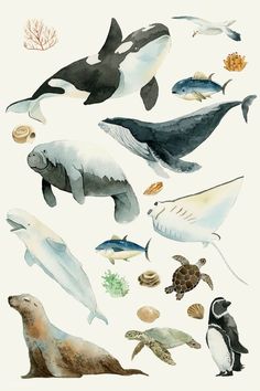 an image of sea animals in watercolor and ink