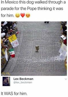 an image of a cat walking in the middle of a street with flags and signs