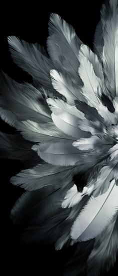 black and white photograph of feathers in motion