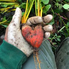 a person holding up a heart shaped root