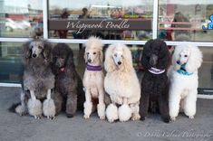 five poodles are lined up in front of a storefront with their leashes on