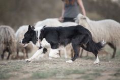 a black and white dog running in front of some sheep with a woman behind him