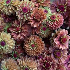 a bunch of pink and yellow flowers with red centers