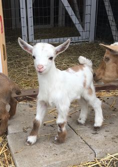 two baby goats standing next to each other