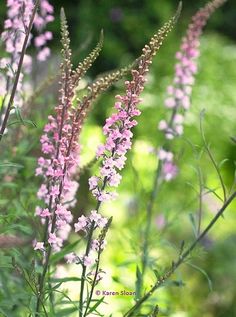 some pink flowers are growing in the grass