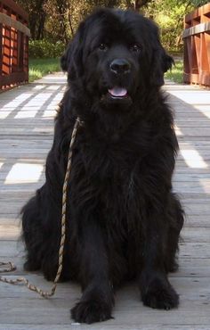 a large black dog sitting on top of a wooden floor