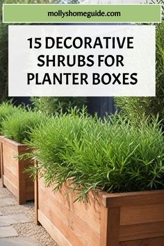 three wooden planters with plants in them and the words 15 decorative shrubs for planter boxes