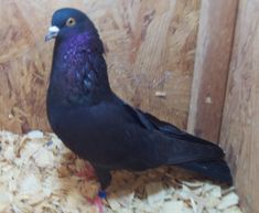 a black bird standing on top of a pile of wood shaving next to a wooden wall