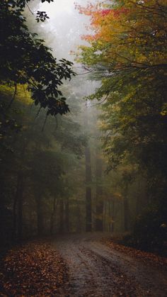 a dirt road surrounded by trees and leaves