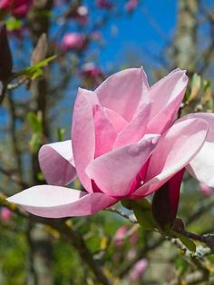 Winter Blooms: Magnolia Tree Flowers in Full Bloom Winter Blooms, Seasonal Changes, Magnolia Tree, Beautiful Leaves, Tree Flowers, Spring Months, Plant Diseases, Magnolia Leaves