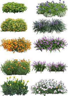 various types of flowers and plants on a white background