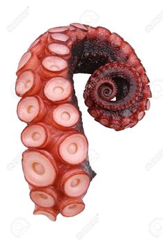 an octopus with its tentacles curled up to form the letter p on a white background