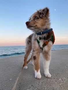 a small dog standing on top of a sandy beach