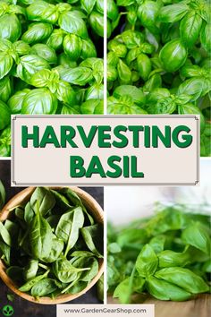 several pictures of different types of herbs and the words harvesting basil on top of them