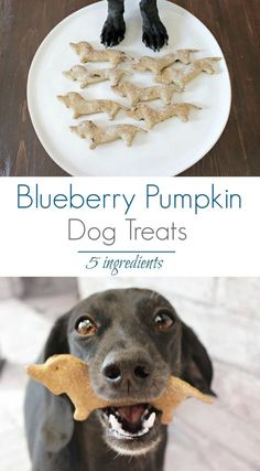 blueberry pumpkin dog treats on a white plate