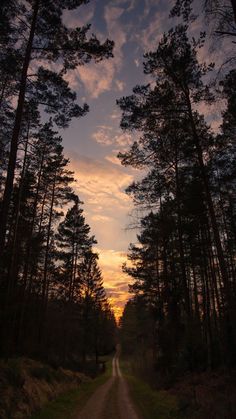 a dirt road surrounded by tall pine trees at sunset with the sun setting in the distance