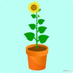 a sunflower in a pot on a blue background