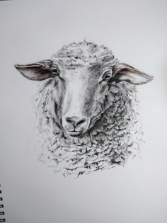 a pencil drawing of a sheep's head on a sheet of paper with pen and ink