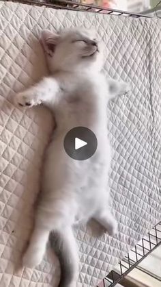 a white cat laying on its back on top of a bed with it's eyes closed