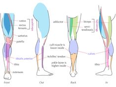 the muscles are labeled in different colors and sizes, along with their corresponding names for each part of the body