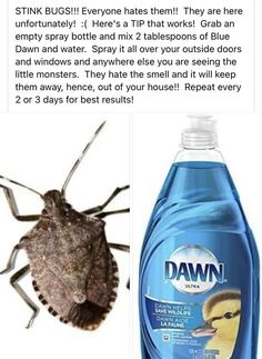 a close up of a bottle of dawn insect repellent next to an image of a bed bug