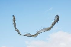 a bird flying in the sky with its wings spread out and it's long tail