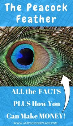 the peacock feather has an arrow pointing up to it's feathers and says, all the facts plus how you can make money