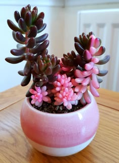 small succulent plants in a pink pot on a table