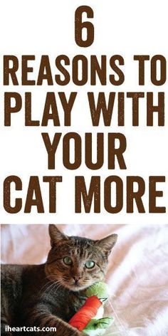 a cat laying on top of a bed with the caption 6 reasons to play with your cat more