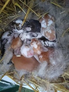 several puppies are huddled together in a pile of hay and hay on the ground