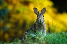 a rabbit sitting in the grass looking at the camera