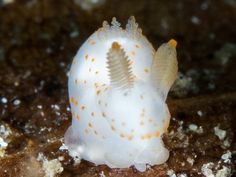 a close up of a small white and orange sea animal on the ocean floor near rocks