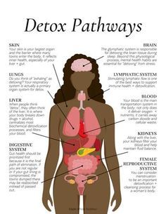 Detox Pathways, Interesting Health Facts, Functional Health, Inner Health, Health Research, Health Habits, Health Knowledge, Natural Health Remedies