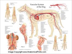 an animal's blood system is shown in this medical poster, which shows the major vessels