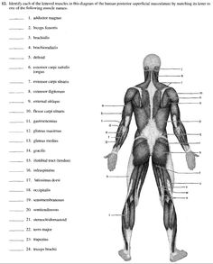 the muscles are labeled in this diagram