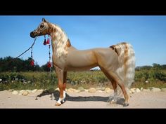 a horse that is standing in the sand with a rope around it's neck