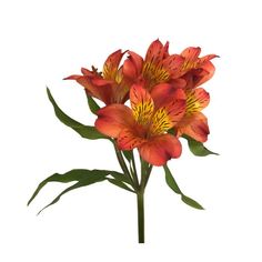 an orange flower with green leaves on a white background