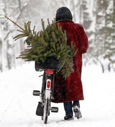 a person on a bike carrying a christmas tree