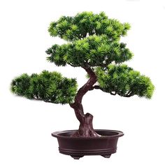 a bonsai tree in a pot on a white background