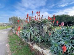 some red flowers are growing in the grass near a dirt road and green field with trees