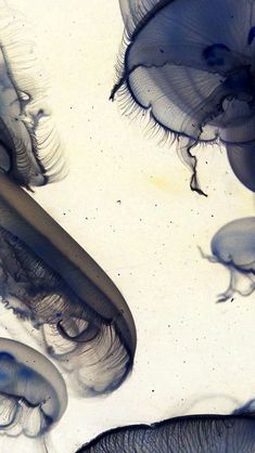 some very pretty jelly fish in the water