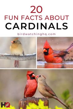 two red birds sitting on top of a wooden fence next to yellow flowers and the words 20 fun fact about cardinals